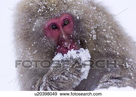 Japanese snow monkey or macaque View Large Photo Image Stock Photo - Japanese snow monkey or macaque. Fotosearch