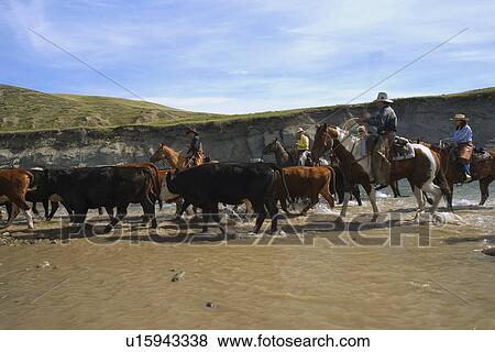 Leading cattle through water View Large Photo Image Stock Photo - Leading cattle through water. Fotosearch