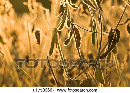 Stock Photo - Leaves in early winter. Fotosearch