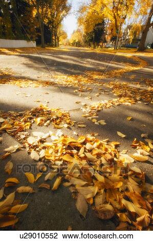 Leaves on street View Large Photo Image Stock Image - Leaves on street. Fotosearch