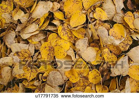 Stock Photography - Leaves on the ground. Fotosearch