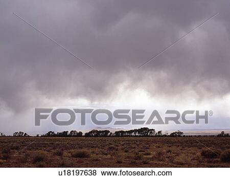 Stock Photo - Line of cottonwood trees with stormy sky. Fotosearch