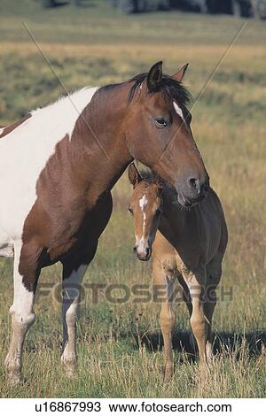 Mare guarding her foal View Large Photo Image Stock Image - Mare guarding her foal. Fotosearch