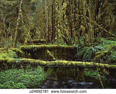 Stock Image - Mossy logs in rainforest. Fotosearch