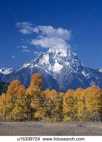 Mount Moran covered with fresh snow surrounded by aspen grove View Large Photo Image Picture - Mount Moran covered with fresh snow surrounded by aspen grove. Fotosearch