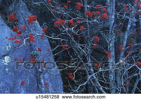 Stock Photo - Mountain ash berries. Fotosearch