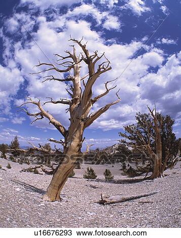 Old gnarled tree View Large Photo Image Stock Image - Old gnarled tree . Fotosearch