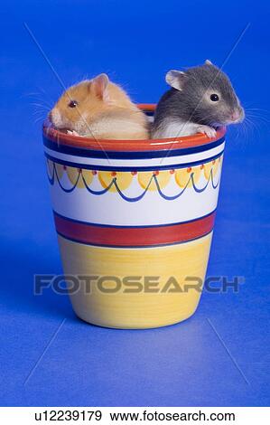 Pair of small critters View Large Photo Image Stock Photo - Pair of small critters. Fotosearch