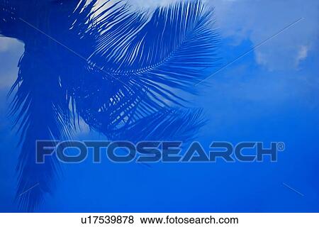 Palm branches View Large Photo Image Stock Photo - Palm branches. Fotosearch