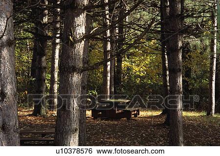 Stock Photograph - Picnic table in the woods. Fotosearch