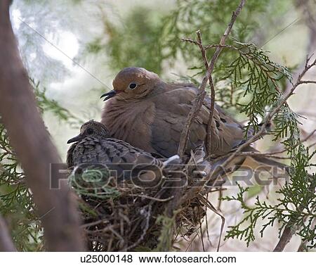 Stock Photo - Pigeon mother with baby chick sitting in nest. Fotosearch