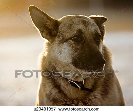 Stock Photo - Portrait of a dog. Fotosearch