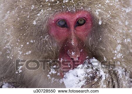 Stock Image - Portrait of snow monkey or Japanese macaque. Fotosearch