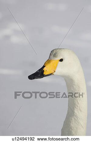 Portrait of whooper swan, (Cygnus cygnus), Hokkaido, Japan View Large Photo Image Stock Image - Portrait of whooper swan, (Cygnus cygnus), Hokkaido, Japan. Fotosearch