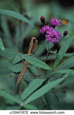 Praying mantis hunting skipper butterfly among purple wildflowers View Large Photo Image Stock Image - Praying mantis hunting skipper butterfly among purple wildflowers. Fotosearch