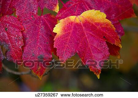 Red and yellow leaves View Large Photo Image Stock Photo - Red and yellow leaves. Fotosearch