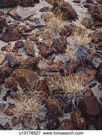 Rocks and grass View Large Photo Image Stock Photo - Rocks and grass. Fotosearch