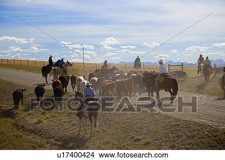 Rounding up the cattle View Large Photo Image Picture - Rounding up the cattle. Fotosearch