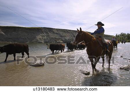 Stock Image - Rounding up the cattle. Fotosearch