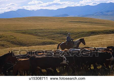 Rounding up the cattle View Large Photo Image Stock Image - Rounding up the cattle. Fotosearch
