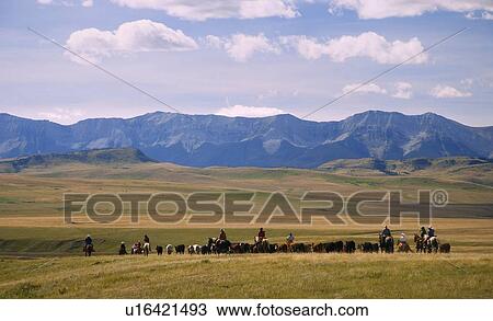 Stock Image - Rounding up the cattle. Fotosearch