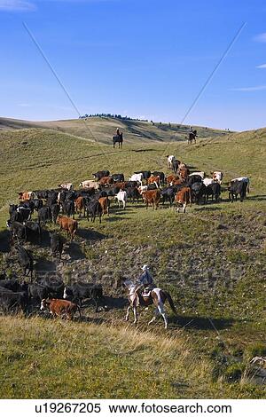 Stock Photography - Rounding up the cattle. Fotosearch