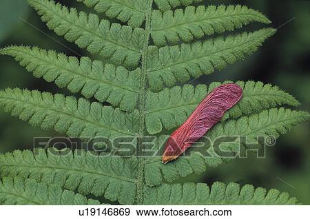 Stock Photo - Scarlet maple seed resting on wood fern leaf. Fotosearch
