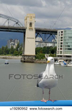 Seagull perched View Large Photo Image Stock Image - Seagull perched. Fotosearch