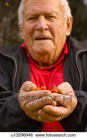 Senior holding cherry tomatoes View Large Photo Image Stock Photograph - Senior holding cherry tomatoes. Fotosearch
