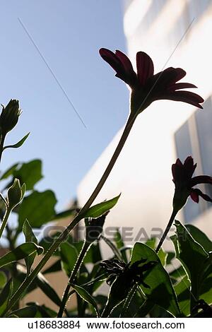 Picture - Silhouette of flowers. Fotosearch