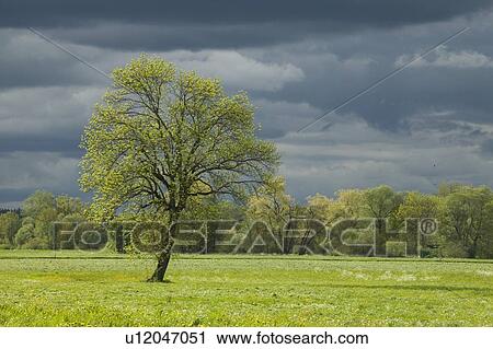 Single tree in springtime meadow with storm clouds View Large Photo Image Stock Image - Single tree in springtime meadow with storm clouds. Fotosearch