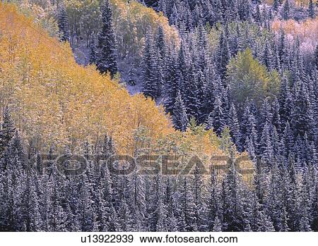 Stock Photo - Snow dusted evergreen forest. Fotosearch