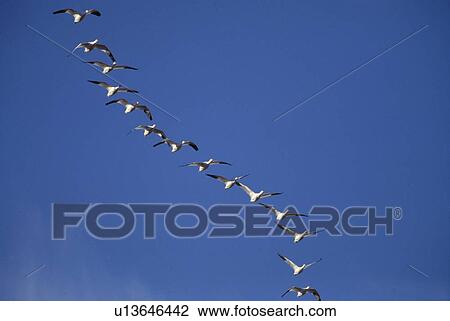 Snow geese flying in line formation View Large Photo Image Stock Image - Snow geese flying in line formation. Fotosearch