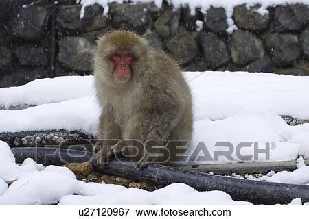 Snow monkey sitting in snow View Large Photo Image Stock Photo - Snow monkey sitting in snow. Fotosearch