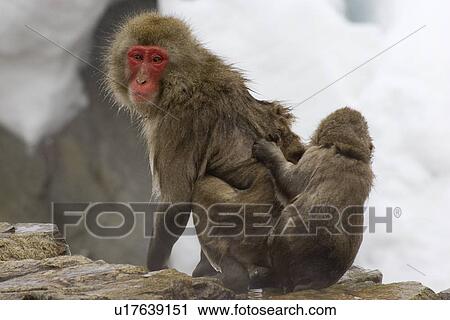 Snow monkeys, Nagano, Japan View Large Photo Image Stock Image - Snow monkeys, Nagano, Japan. Fotosearch