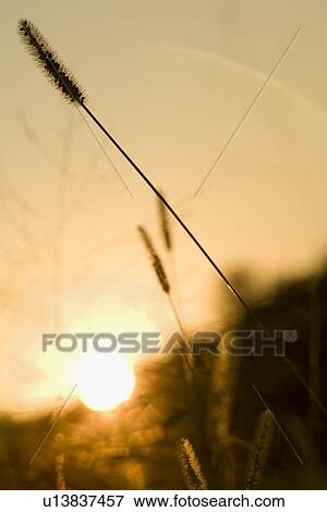 Stalk of grain View Large Photo Image Stock Photo - Stalk of grain. Fotosearch