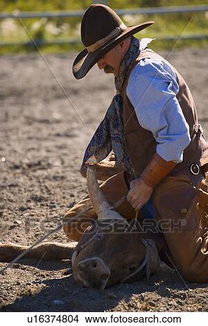 Picture - Steer wrestling. Fotosearch