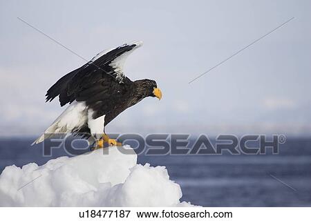 Steller's sea eagle standing on pile of snow View Large Photo Image Stock Photo - Steller's sea eagle standing on pile of snow. Fotosearch