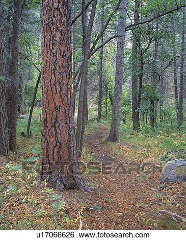 Trail through the forest View Large Photo Image Stock Photograph - Trail through the forest. Fotosearch