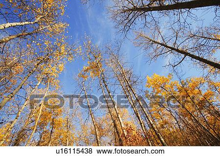 Stock Photo - Tree tops. Fotosearch