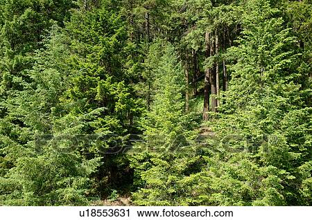 Stock Image - Treed forest. Fotosearch