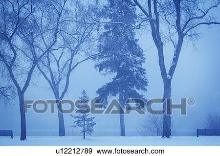 Stock Photo - Trees at dusk in fog. Fotosearch