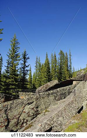 Trees growing on a rocky slope View Large Photo Image Stock Image - Trees growing on a rocky slope. Fotosearch