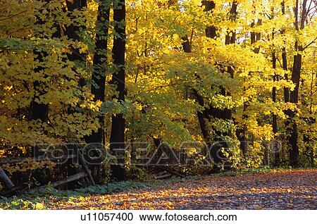 Stock Image - Trees in autumn. Fotosearch