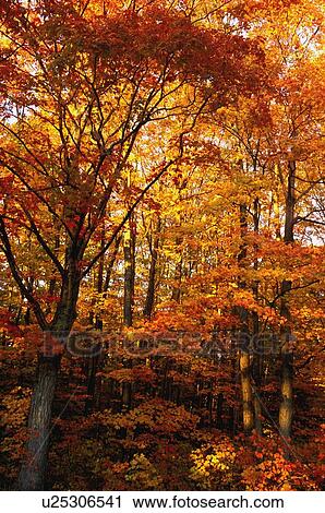 Trees in autumn View Large Photo Image Stock Image - Trees in autumn. Fotosearch