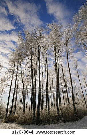 Picture - Trees in winter. Fotosearch