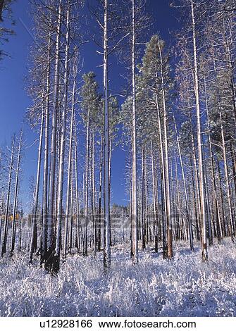 Trees in winter View Large Photo Image Stock Photograph - Trees in winter. Fotosearch