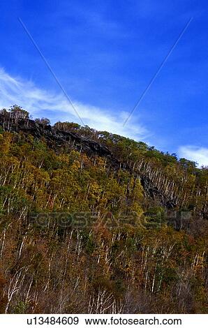 Trees on a slope View Large Photo Image Stock Photo - Trees on a slope. Fotosearch