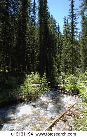 Water moving through forest View Large Photo Image Picture - Water moving through forest. Fotosearch