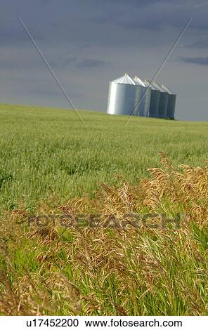 Stock Image - Wheat field with silos. Fotosearch